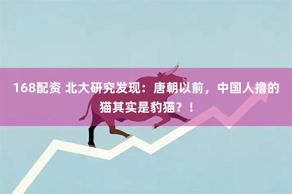 168配资 北大研究发现：唐朝以前，中国人撸的猫其实是豹猫？！